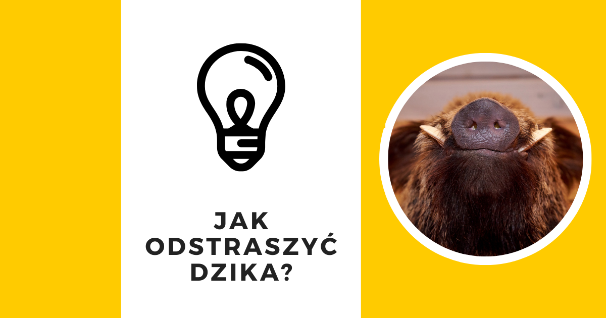 Jak skutecznie odstraszyć dzika?